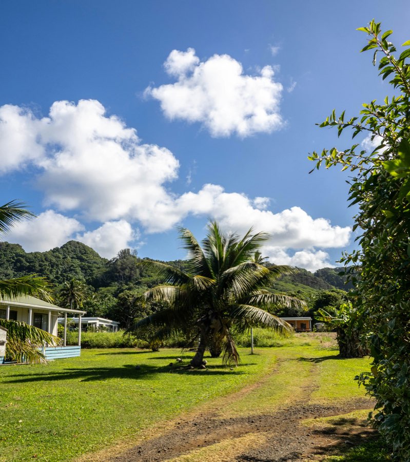 A village scene with a palm tree in the Pacific Islands
